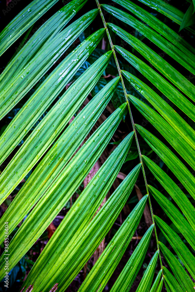 Fresh tropical plant green leaves wet water after raining. Fresh tropical plant green leaves wet water after raining.