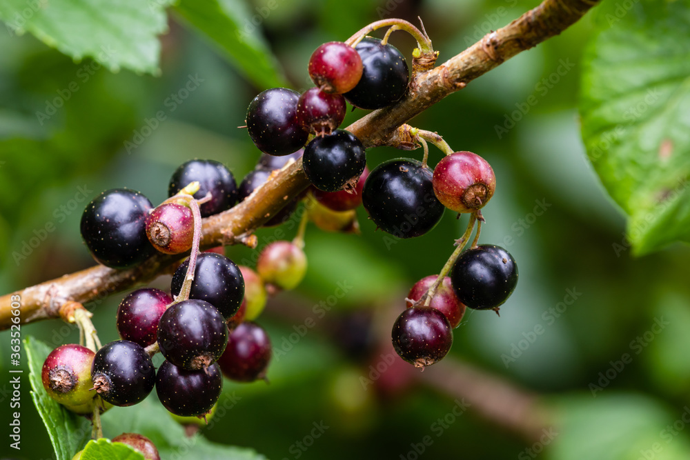 Close-up view of ripening black currant fruits. Fruit shrubs in own garden. Organic food bunch. Close-up view of ripening black currant fruits. Fruit shrubs in own garden. Organic food bunch.