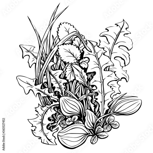 Floral composition with wild edible plants, hand drawn with ink - dandelion leaves, plantain, clover leaves, grass. Beautiful black and white coloring page, summer plants, vector illustration