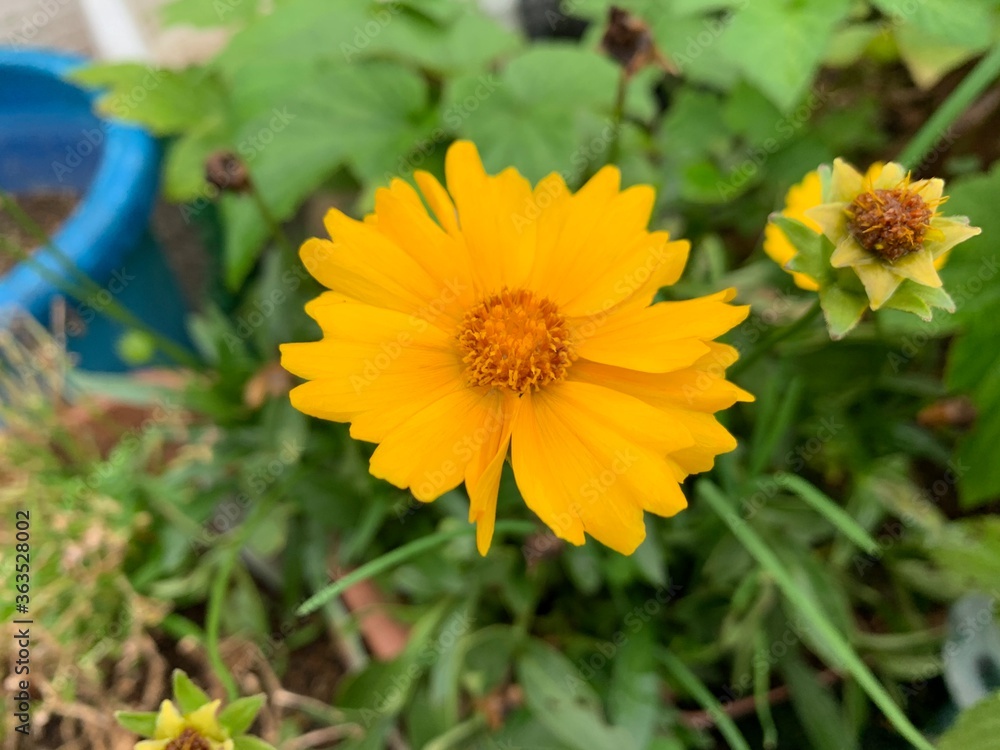 English Marigold, yellow flowers with many petals arranged in a pollen in the middle of the flower. English Marigold, yellow flowers with many petals arranged in a pollen in the middle of the flower.