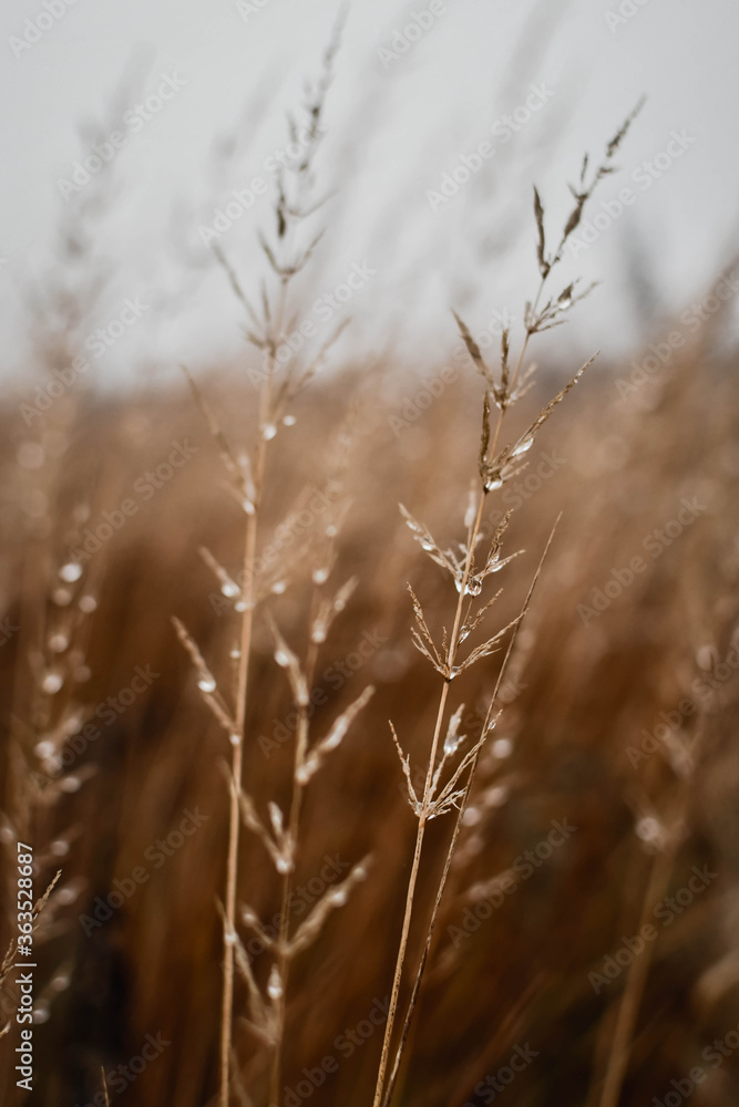 Obraz premium dry grass in the wind