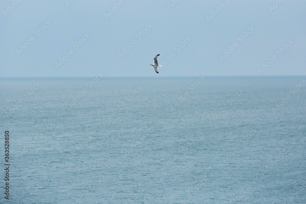 Seagull flying over the sea in search of fish