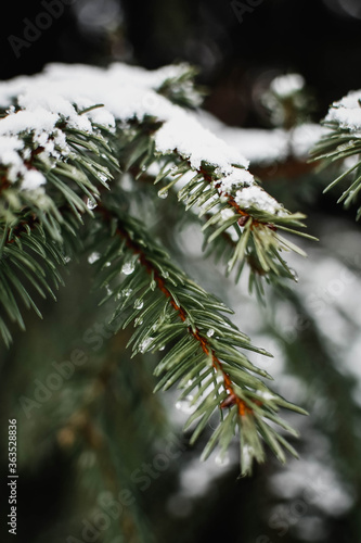 snow covered pine needles