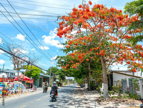 Royal Poinciana trees blooming along road with lots of car, motorbike coming back into sunny morning in beautiful peaceful scene in countryside Long An, Vietnam