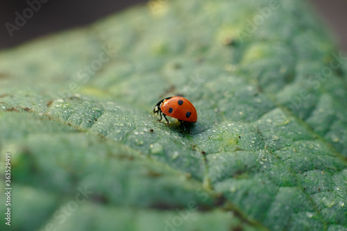 ladybug sitting on a leaf in droplets