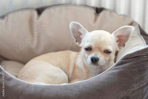 Closeup portrait of small funny beige mini chihuahua dog, puppy laying in dog bed © tselykh
