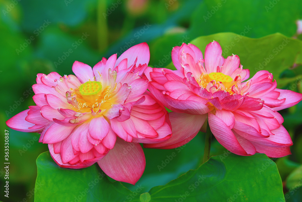Peony Lotus flowers close-up,beautiful pink peony lotus flowers blooming in the pond Peony Lotus flowers close-up,beautiful pink peony lotus flowers blooming in the pond