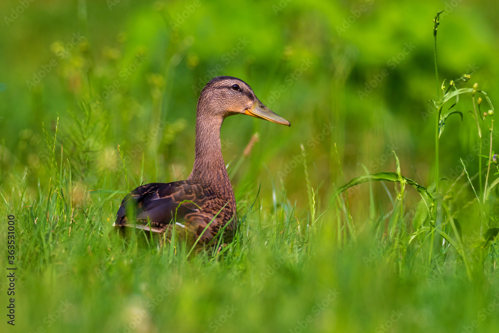 duck in the grass duck in the grass