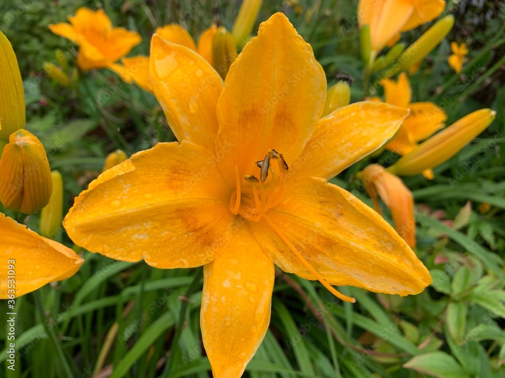 Orange lily Orange petals are slender when many petals have pollen in the middle. Orange lily Orange petals are slender when many petals have pollen in the middle.