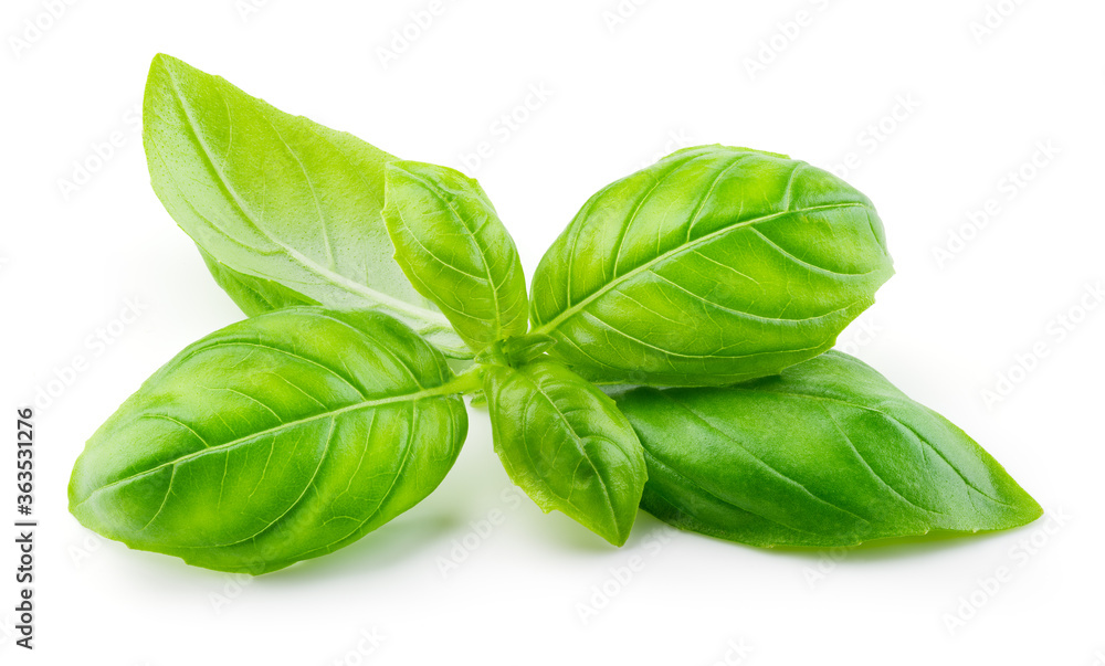 Basil isolated. Basil leaf on white. Basil leaves side view. Full depth of field. Basil isolated. Basil leaf on white. Basil leaves side view. Full depth of field.