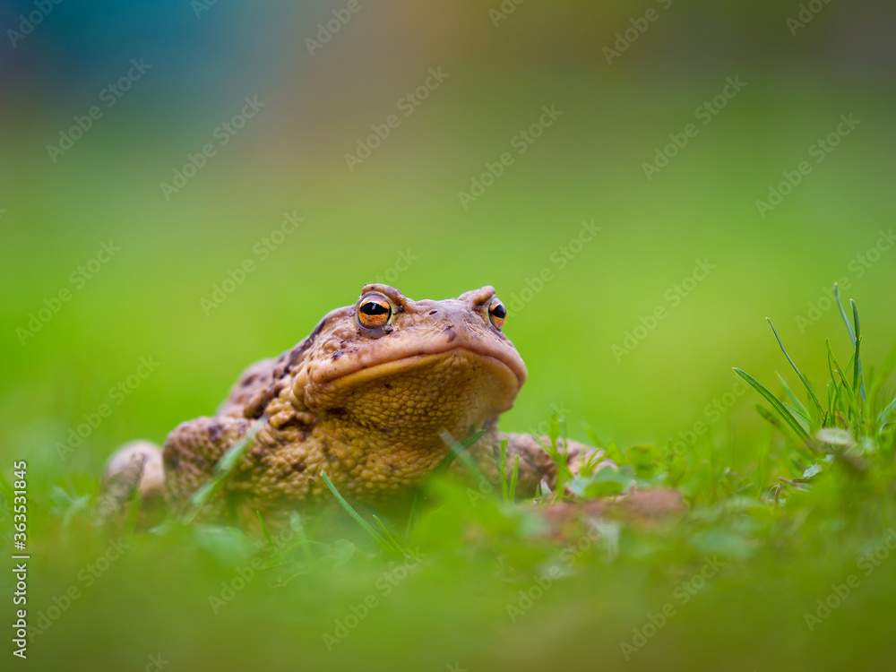 Obraz premium frog on the grass