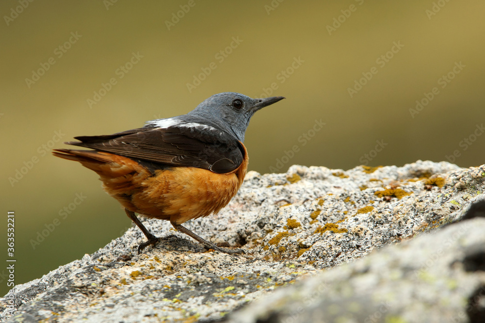 Male of Rufous-tailed rock thrush on a rock in your breeding ground at first light of day, Monticola saxatilis Male of Rufous-tailed rock thrush on a rock in your breeding ground at first light of day, Monticola saxatilis