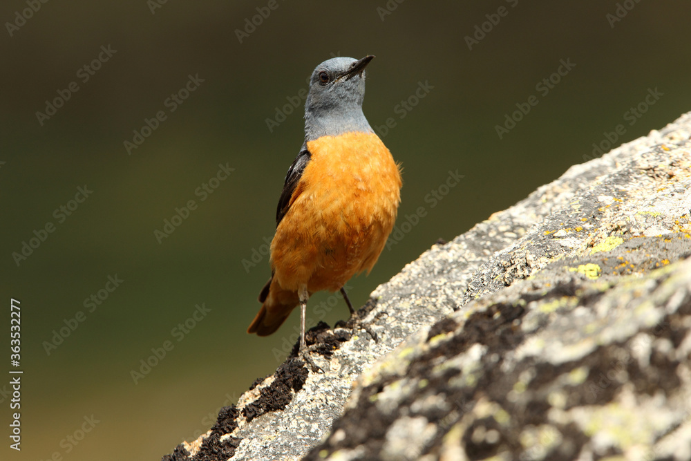 Male of Rufous-tailed rock thrush on a rock in your breeding ground at first light of day, Monticola saxatilis Male of Rufous-tailed rock thrush on a rock in your breeding ground at first light of day, Monticola saxatilis