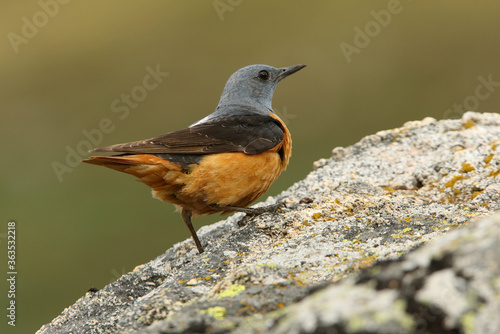 Male of Rufous-tailed rock thrush with the first light of day on a rock in their breeding territory, Monticola saxatilis