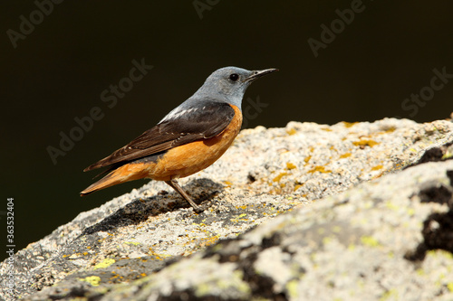 Male of Rufous-tailed rock thrush on a rock in your breeding ground at first light of day, Monticola saxatilis