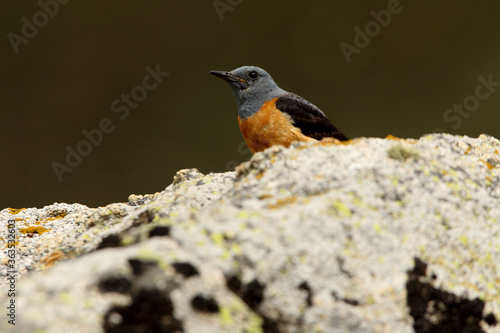 Male of Rufous-tailed rock thrush on a rock in your breeding ground at first light of day, Monticola saxatilis © Jesus