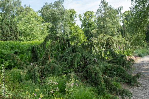 Juniperus communis ‘Horstmann’.Hängender Heidewacholder