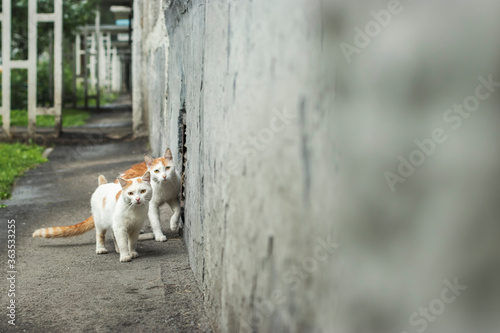 Two white-red stray cats are sitting at the entrance of the house on a cloudy summer day after rain. © OlPhoto
