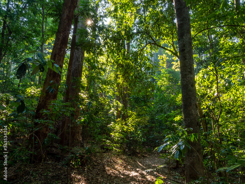 Obraz premium Rainforest Light with Sunburst