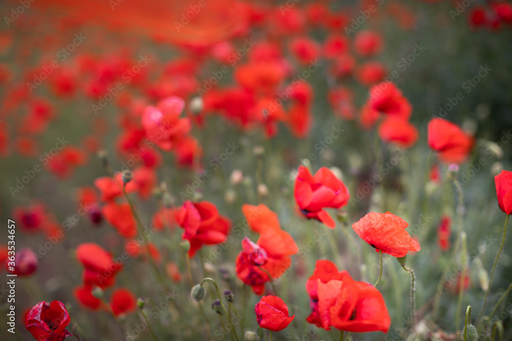 Fototapeta premium Beautiful blooming red poppy field blurred background. Landscape with wildflowers.