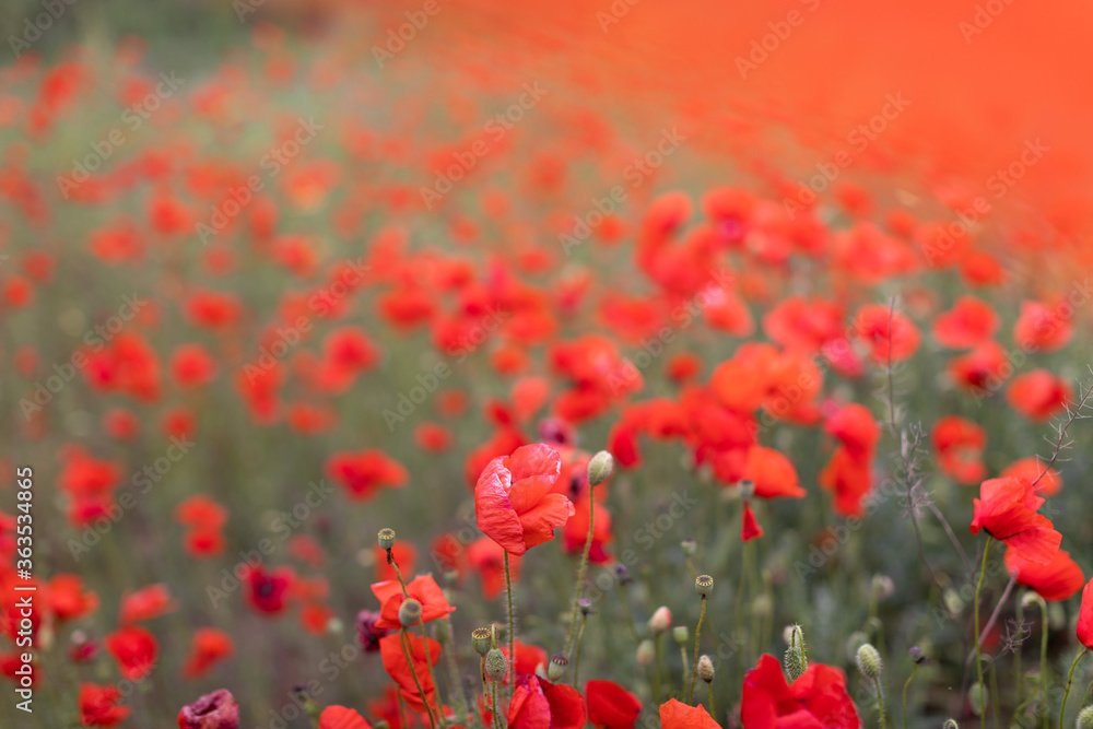 Fototapeta premium Beautiful blooming red poppy field blurred background. Landscape with wildflowers. Transparent organza fabric on wildflowers