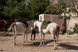 white horses stand with saddles, rural mountain landscape