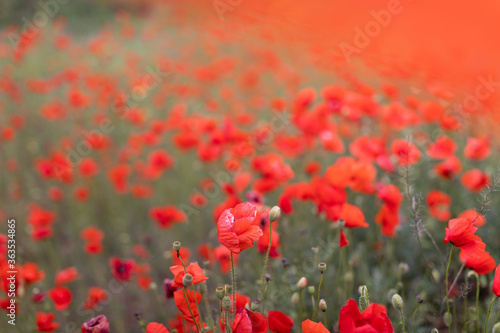 Beautiful blooming red poppy field blurred background. Landscape with wildflowers. Transparent organza fabric on wildflowers