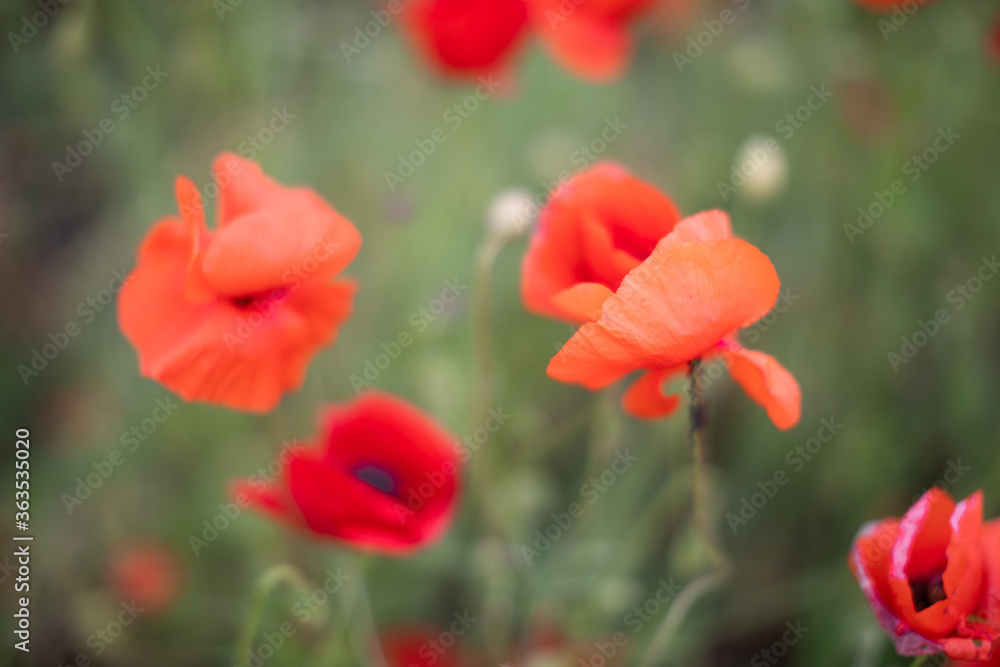 Obraz premium Beautiful blooming red poppy field blurred background. Landscape with wildflowers.