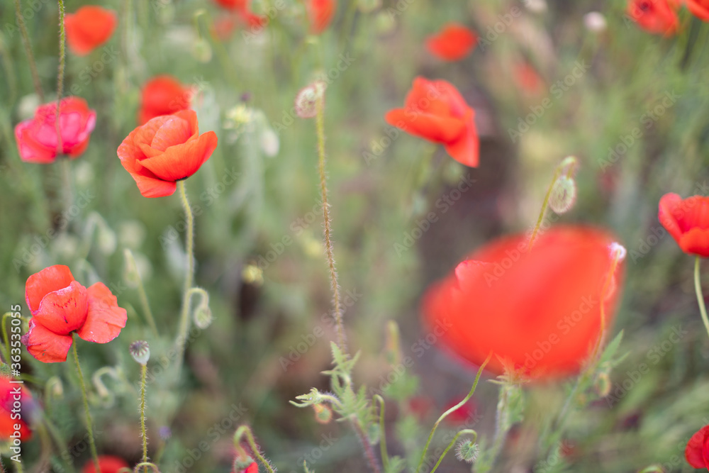 Fototapeta premium Beautiful blooming red poppy field blurred background. Landscape with wildflowers.