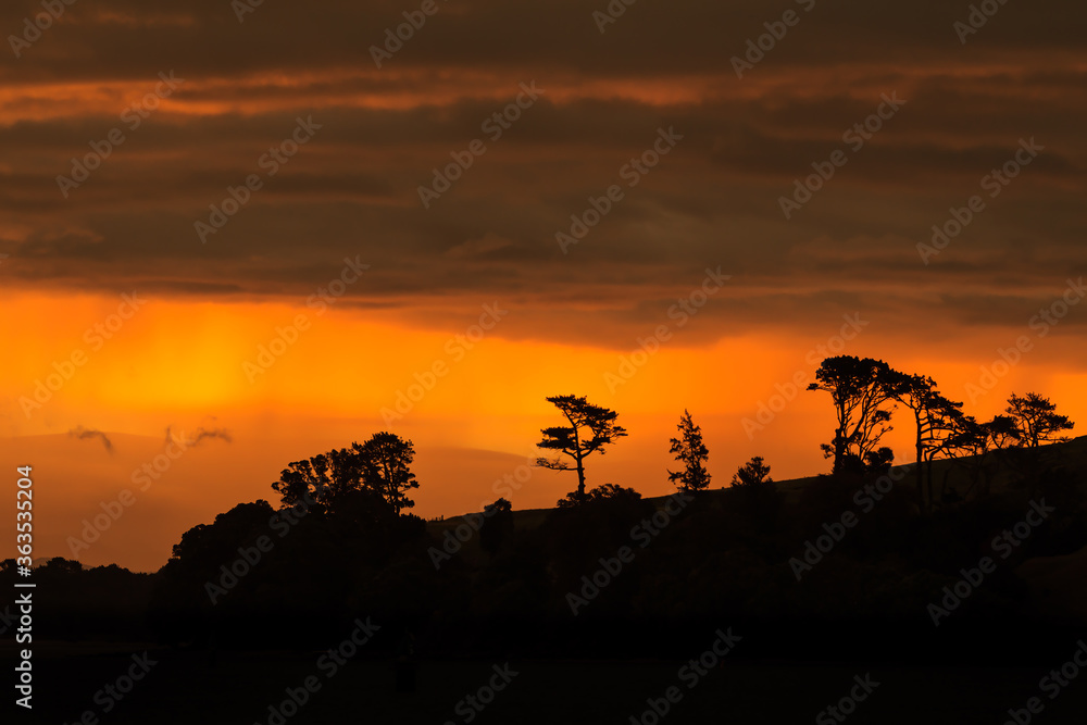Trees on a hillside silhouetted against bright orange sunset clouds