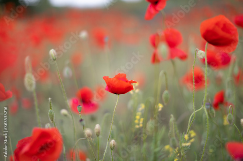 Beautiful blooming red poppy field blurred background. Landscape with wildflowers.