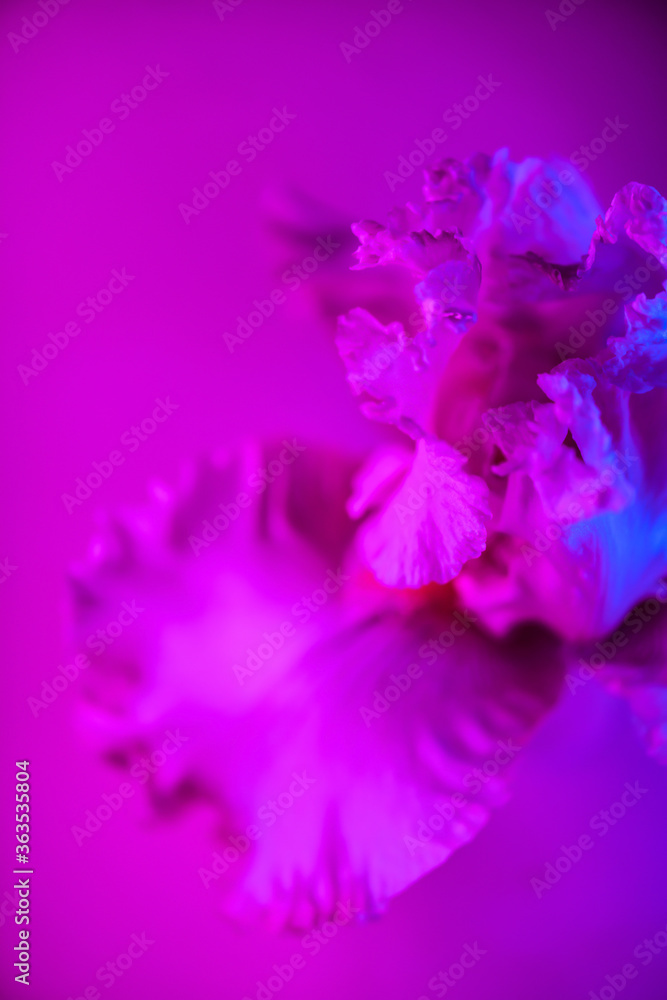 Vivid neon colored iris flower bud on multi colored background.