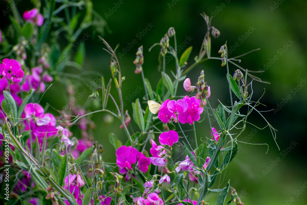 Fototapeta premium white butterfly on Lathyrus flowers