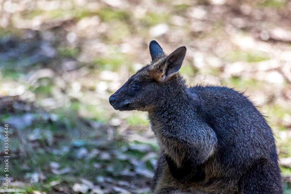 Little kangaroo - also called wallaby - in the wilderness of Victoria Australia during a sunny and hot day in summer.