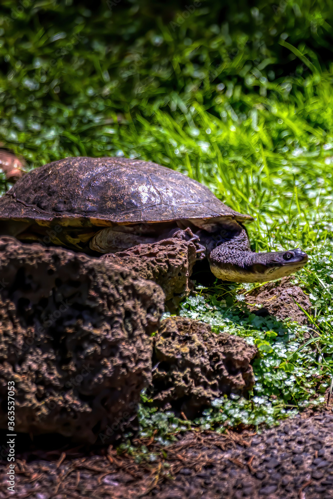 Fototapeta premium A long necked turtle at a pond in the wilderness of Australia at a sunny and hot day in summer.