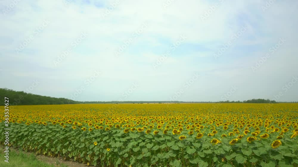 Large field of yellow sunflowers on a sunny summer day. Before you start harvesting Large field of yellow sunflowers on a sunny summer day. Before you start harvesting