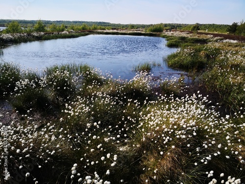 Tussock cotton-grass growing in Himmelmoor peat bog, Quickborn Germany photo