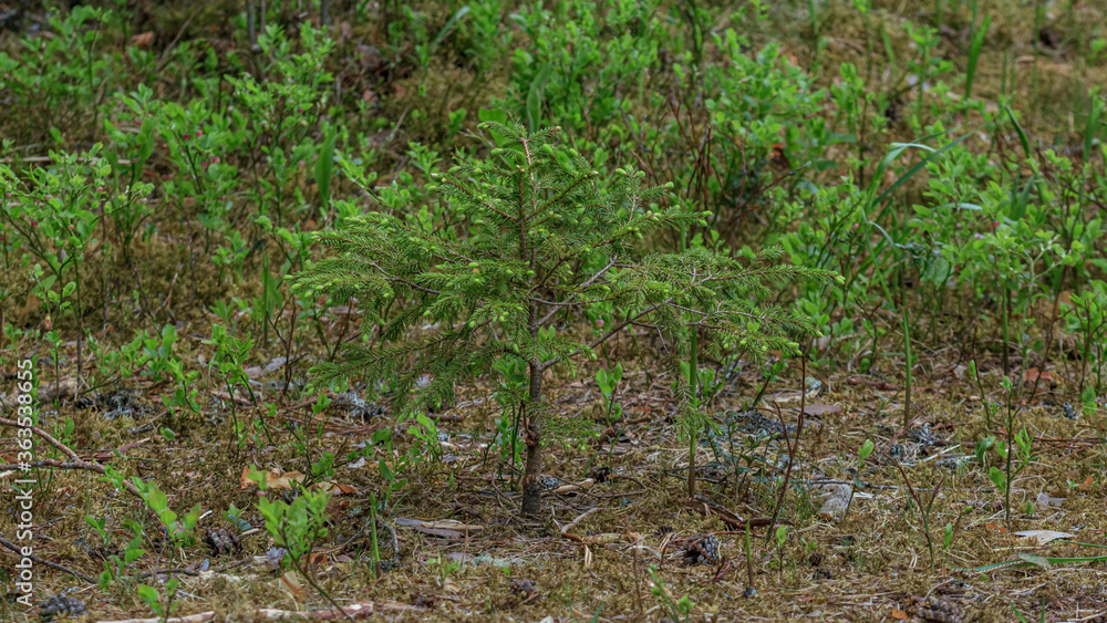 Green soft tree young spruce is growing Green soft tree young spruce is growing