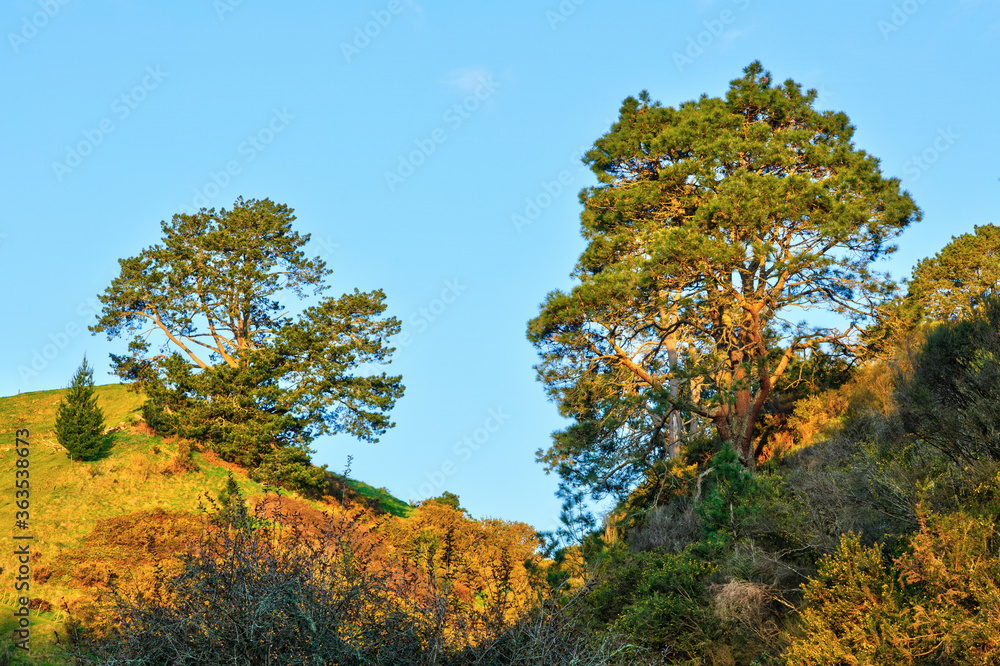 Rural landscape with two pine trees growing on hills opposite each other. Photographed in the Waikato Region, New Zealand