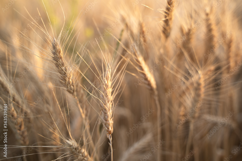 Ears of Golden wheat are closed. Rural scene in the sunlight. Summer background of ripening ears of agricultural landscape. Natural product of the wheat field. Ears of Golden wheat are closed. Rural scene in the sunlight. Summer background of ripening ears of agricultural landscape. Natural product of the wheat field.