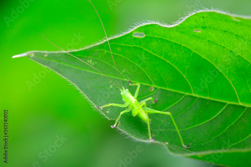 The nymph of the insect is on the lotus leaf