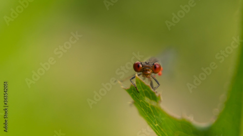 dragonfly with red eyes sits on a plant, selective focus image