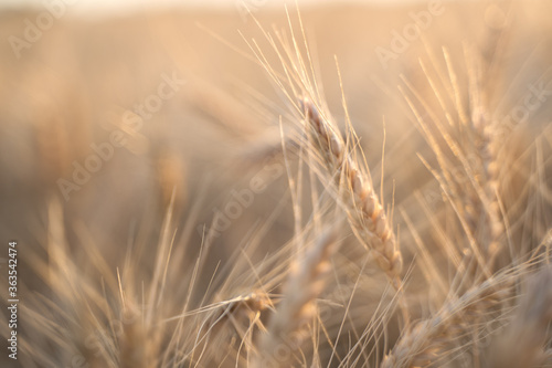 Ears of Golden wheat are closed. Rural scene in the sunlight. Summer background of ripening ears of agricultural landscape. Natural product of the wheat field.