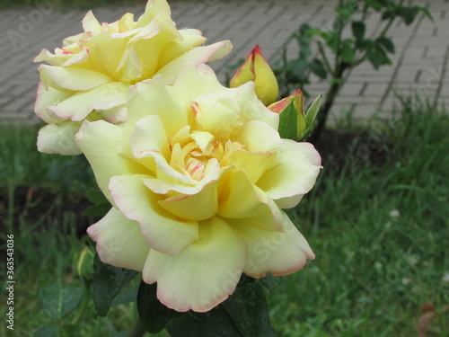 white and yellow flowers