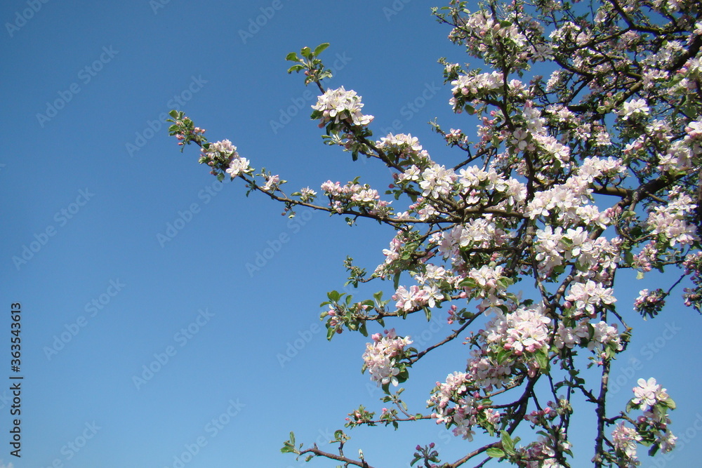 Frühling, der Baum blüht, Bienen summen, blauer Himmel