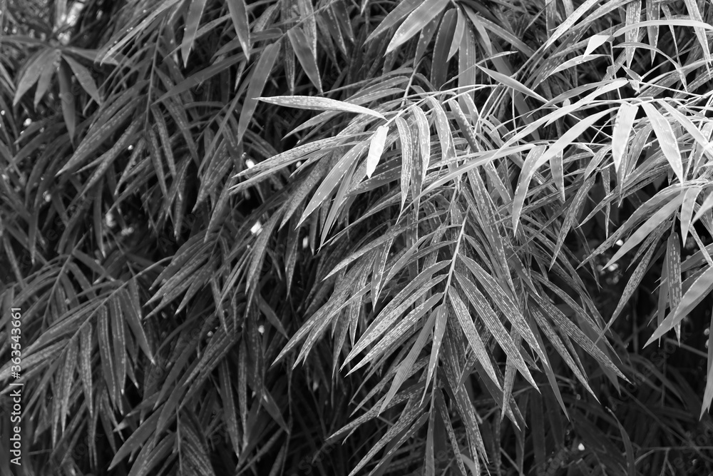 bamboo leaves background bamboo leaves background