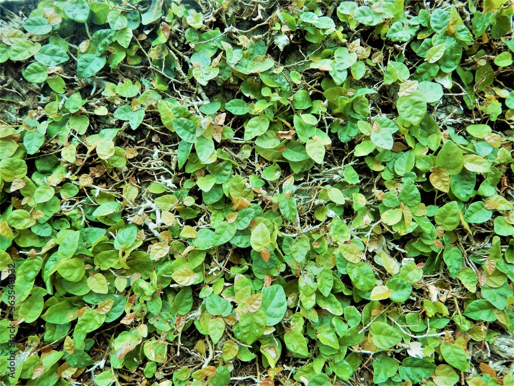 leaves