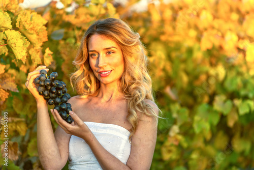 woman collecting grapes from the vineyard. Vintage retro styles