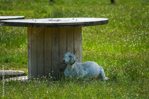 goat chilling in the shade