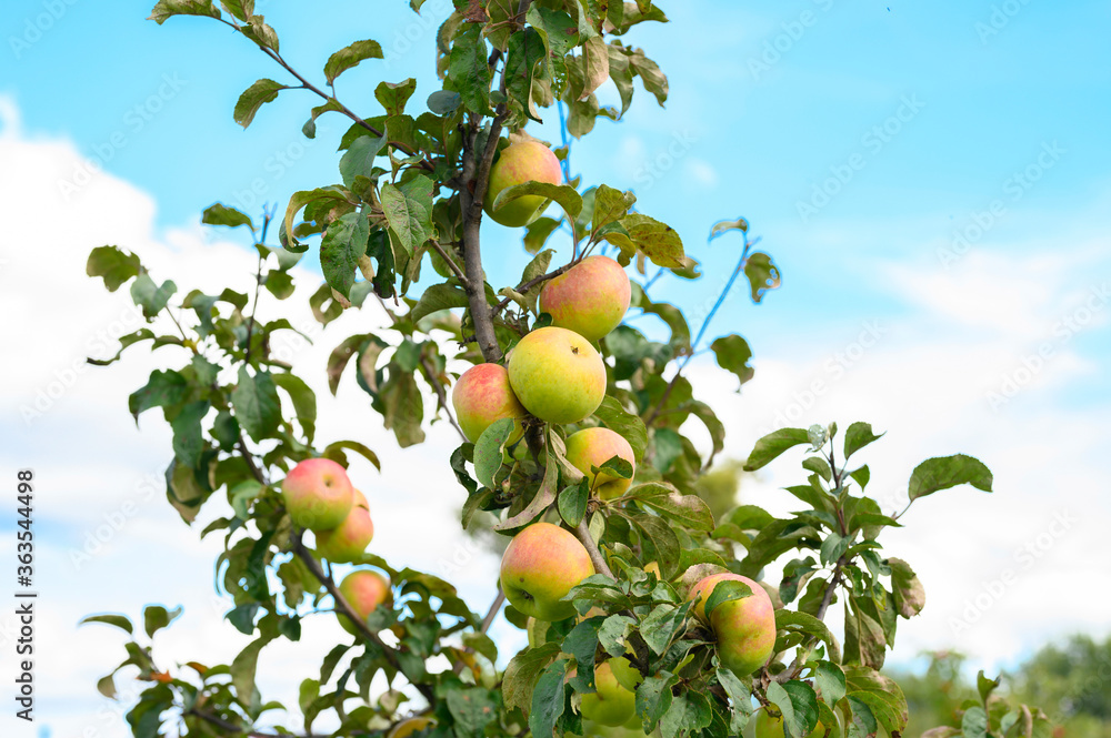 red green ripe fruits apples on a branch of an apple tree in the garden on sky background